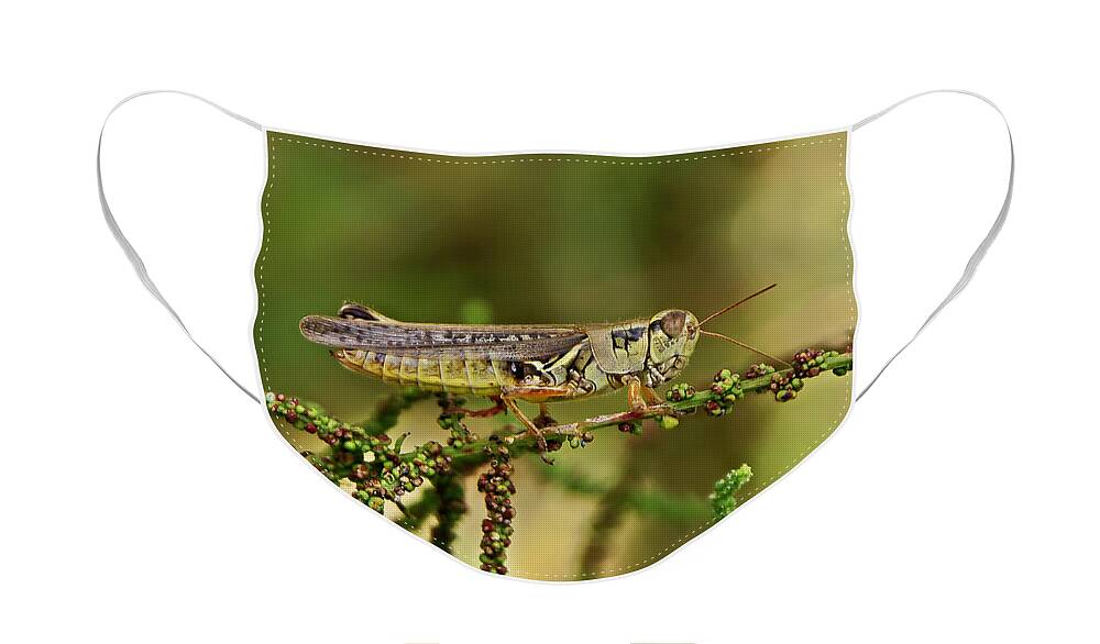 Grasshoppers Face Mask featuring the photograph Grasshopper #3 by Olga Hamilton