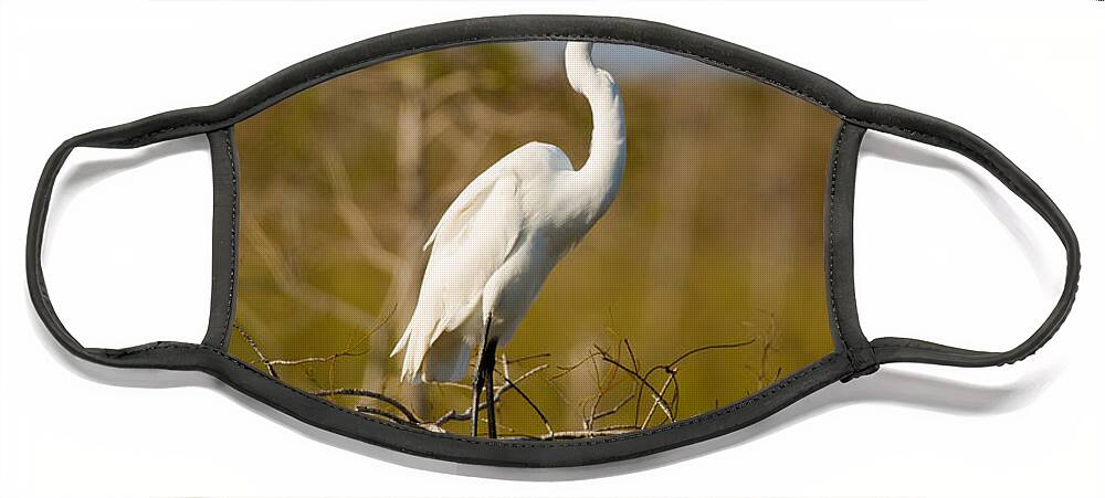 Egret Face Mask featuring the photograph Great White Egret #3 by Raul Rodriguez
