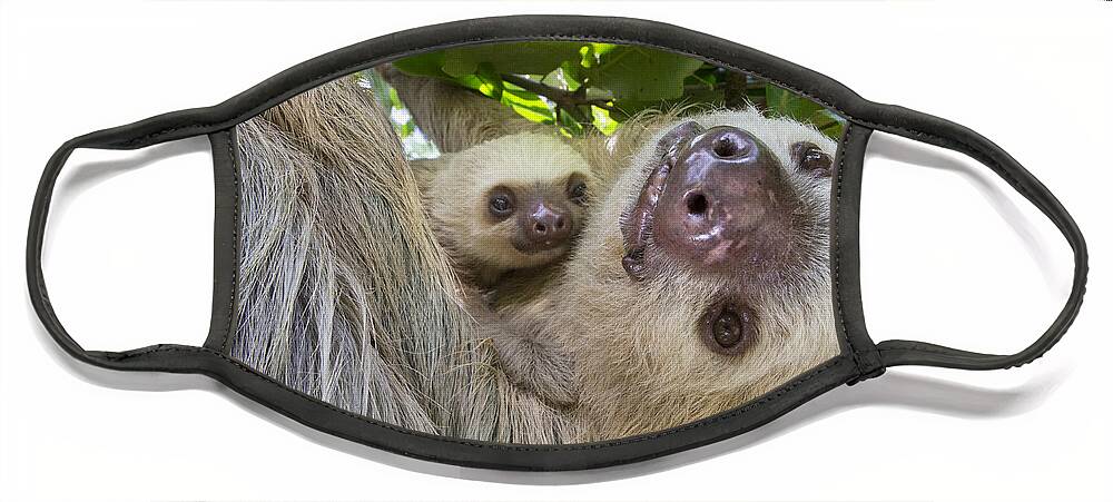 Suzi Eszterhas Face Mask featuring the photograph Hoffmanns Two-toed Sloth And Old Baby #3 by Suzi Eszterhas