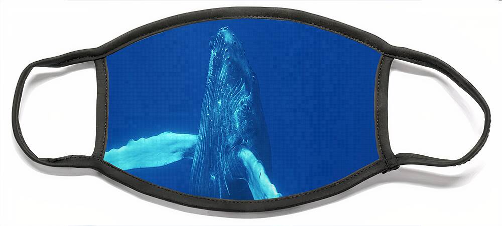 Feb0514 Face Mask featuring the photograph Humpback Whale Curious Calf Maui Hawaii #3 by Flip Nicklin
