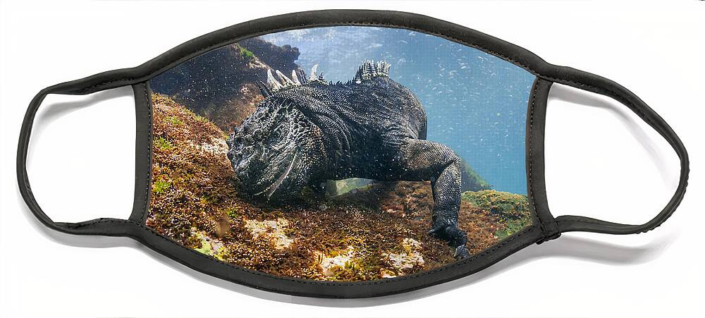 Tui De Roy Face Mask featuring the photograph Marine Iguana Feeding On Algae Punta #4 by Tui De Roy