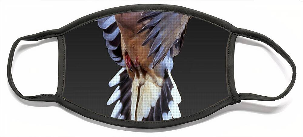 Mourning Dove Face Mask featuring the photograph Mourning Dove #3 by Anthony Mercieca