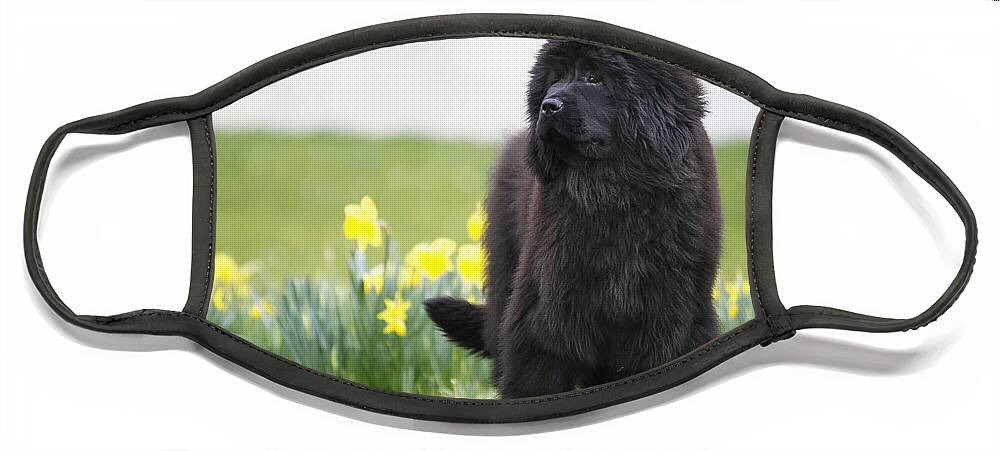 Newfoundland Face Mask featuring the photograph Newfoundland Dog #3 by Jean-Michel Labat