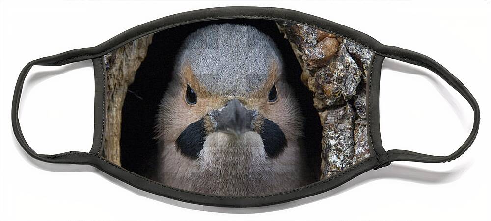Michael Quinton Face Mask featuring the photograph Northern Flicker In Nest Cavity Alaska by Michael Quinton