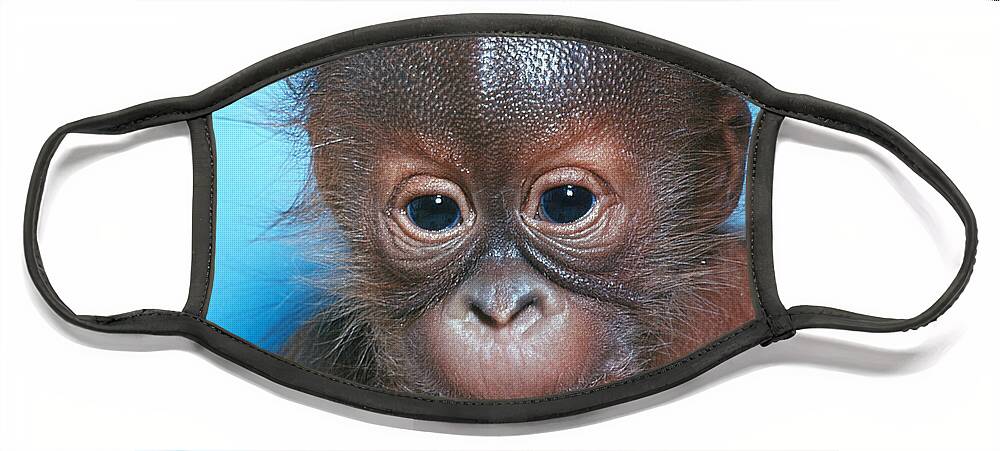 Animal Face Mask featuring the photograph Orangutan Pongo Pygmaeus Baby by Toni Angermayer