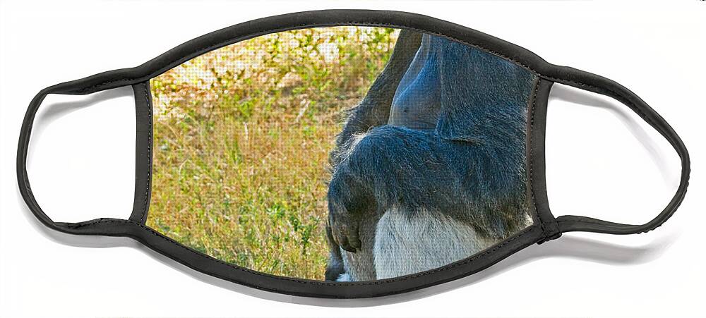 Nature Face Mask featuring the photograph Western Lowland Gorilla #30 by Millard H. Sharp