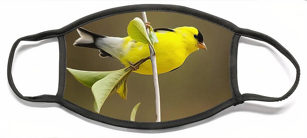Goldfinch Face Mask featuring the painting American Goldfinch by Christina Rollo