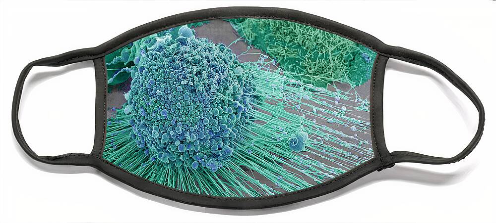 Science Face Mask featuring the photograph Apoptotic Hela Cell, Sem #4 by Science Source