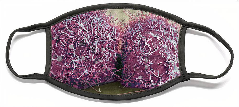 Science Face Mask featuring the photograph Dividing Hela Cells, Sem by Science Source