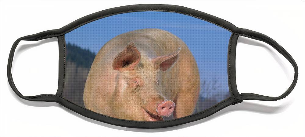 Pig Face Mask featuring the photograph Domestic Pig #7 by Hans Reinhard