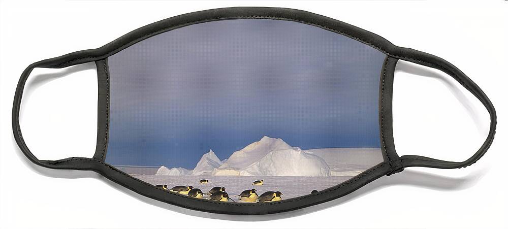 Feb0514 Face Mask featuring the photograph Emperor Penguins Tobogganing Antarctica #4 by Tui De Roy