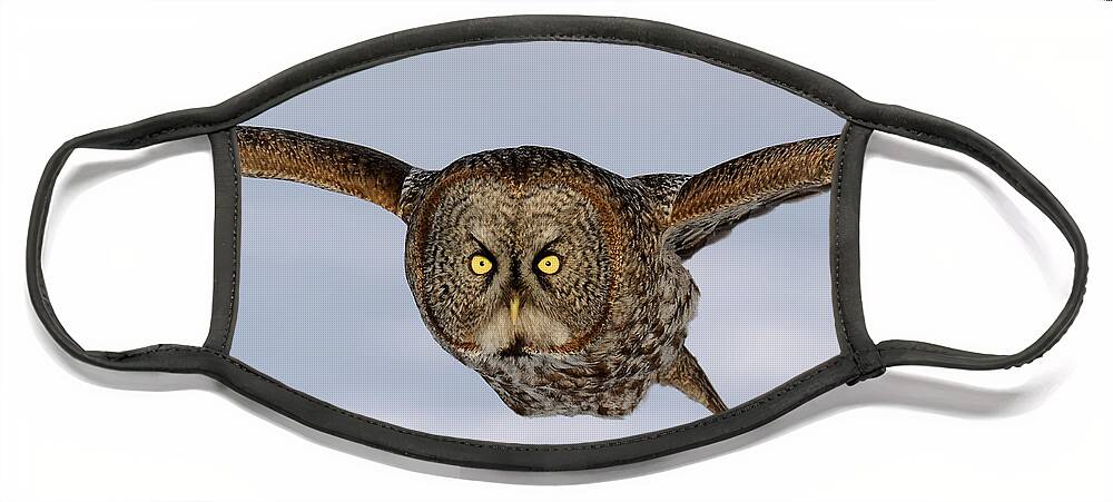 Great Gray Owl Face Mask featuring the photograph Great Grey Owl by Scott Linstead