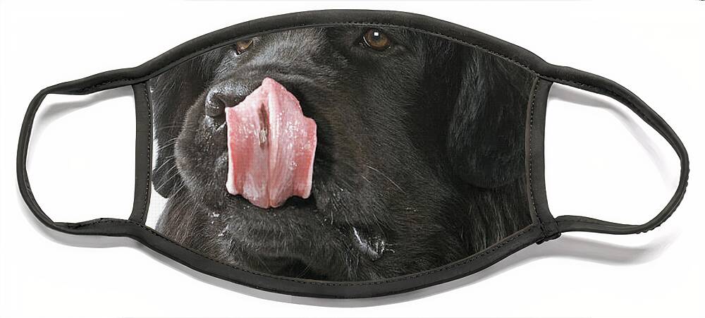 Newfoundland Face Mask featuring the photograph Newfoundland Dog by Jean-Michel Labat