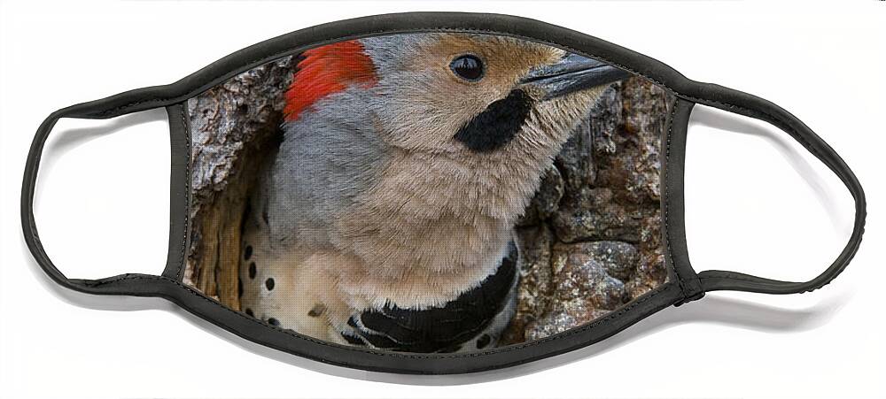 Michael Quinton Face Mask featuring the photograph Northern Flicker In Nest Cavity Alaska by Michael Quinton