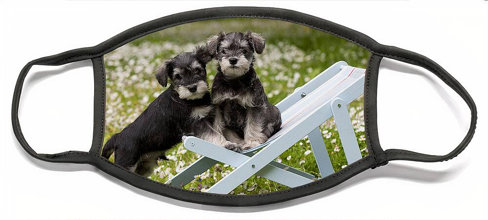 Dog Face Mask featuring the photograph Schnauzer Puppy Dogs #10 by John Daniels