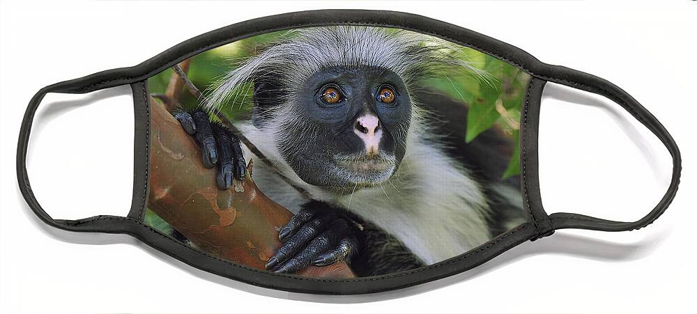 Thomas Marent Face Mask featuring the photograph Zanzibar Red Colobus Monkey by Thomas Marent