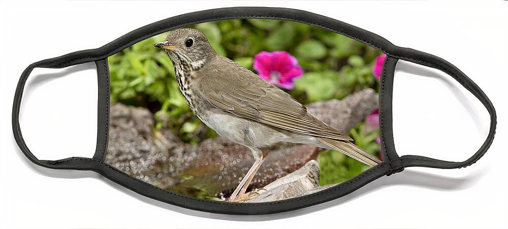 American Wildlife Face Mask featuring the photograph Gray-cheeked Thrush #5 by Anthony Mercieca