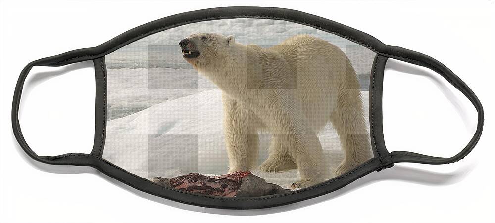 Bearded Seal Face Mask featuring the photograph Polar Bear With Fresh Kill #5 by John Shaw