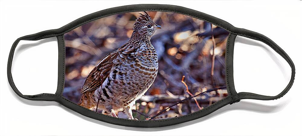 Bedford Face Mask featuring the photograph Ruffed Grouse by Ronald Lutz