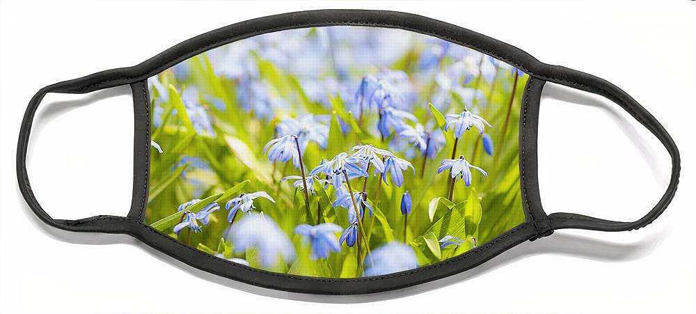Flowers Face Mask featuring the photograph Spring blue flowers 2 by Elena Elisseeva