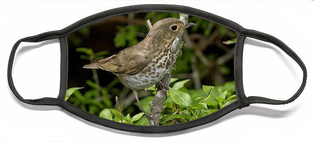 American Wildlife Face Mask featuring the photograph Swainsons Thrush #6 by Anthony Mercieca