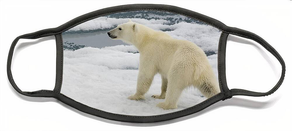 Polar Bear Face Mask featuring the photograph Polar Bear Crossing Ice Floe #7 by John Shaw