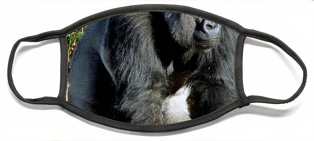 Animal Face Mask featuring the photograph Silverback Western Lowland Gorilla #7 by Millard H. Sharp