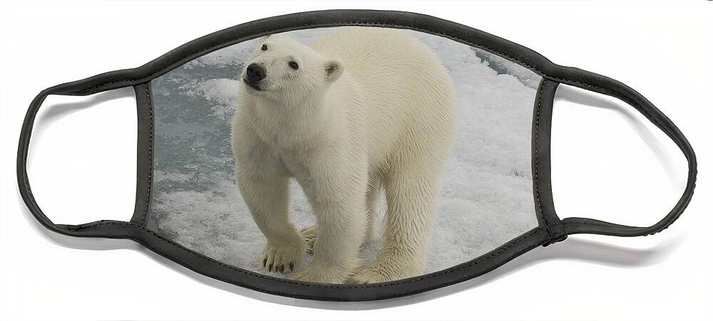 Polar Bear Face Mask featuring the photograph Polar Bear Crossing Ice Floe #8 by John Shaw
