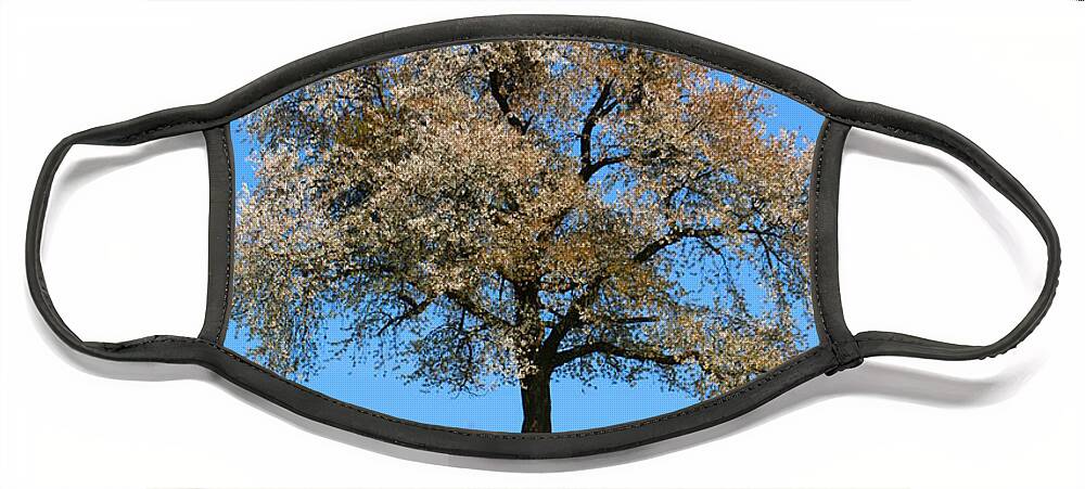  Agriculture Face Mask featuring the photograph A blooming lone Tree in Spring with canolas in front by Amanda Mohler