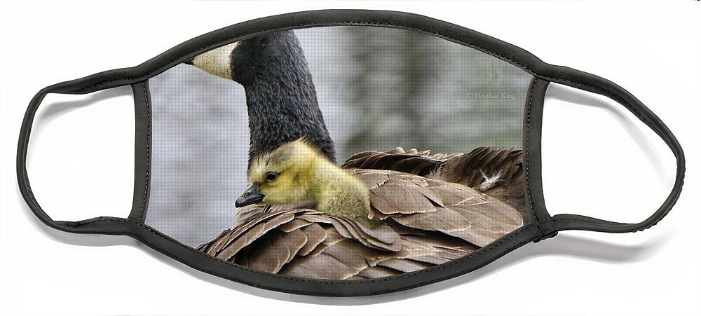 Canadian Goose Face Mask featuring the photograph A Mother's Love by Heather King