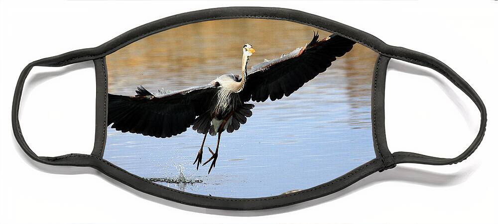 Great Blue Heron Face Mask featuring the photograph A Perfect Landing by Shane Bechler