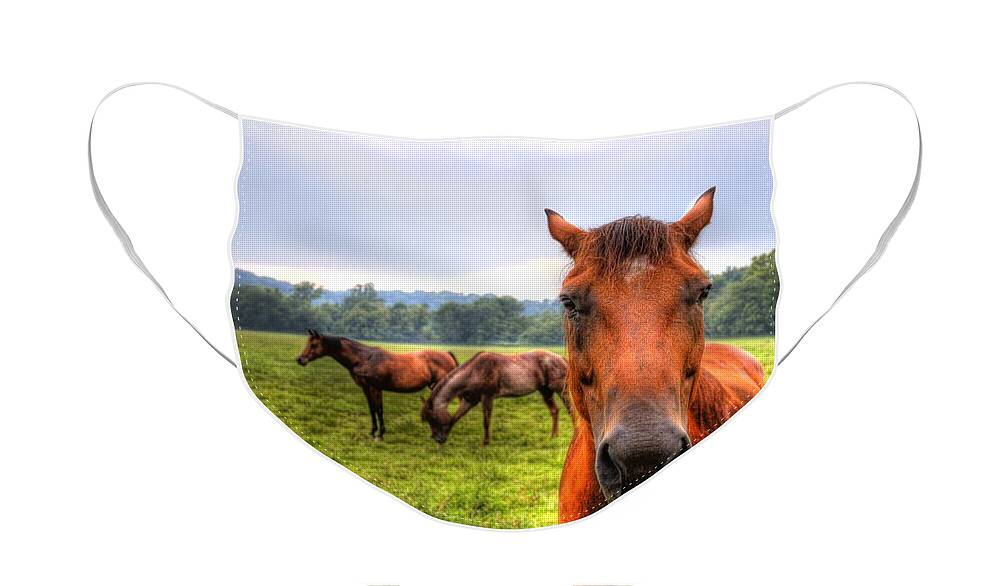 Horse Face Mask featuring the photograph A starring horse 2 by Jonny D