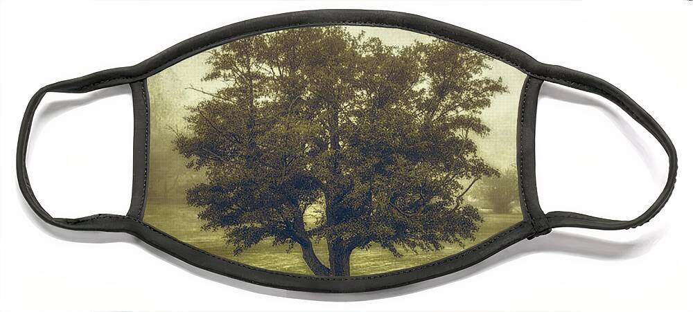Tree Face Mask featuring the photograph A Tree in the Fog 2 by Scott Norris