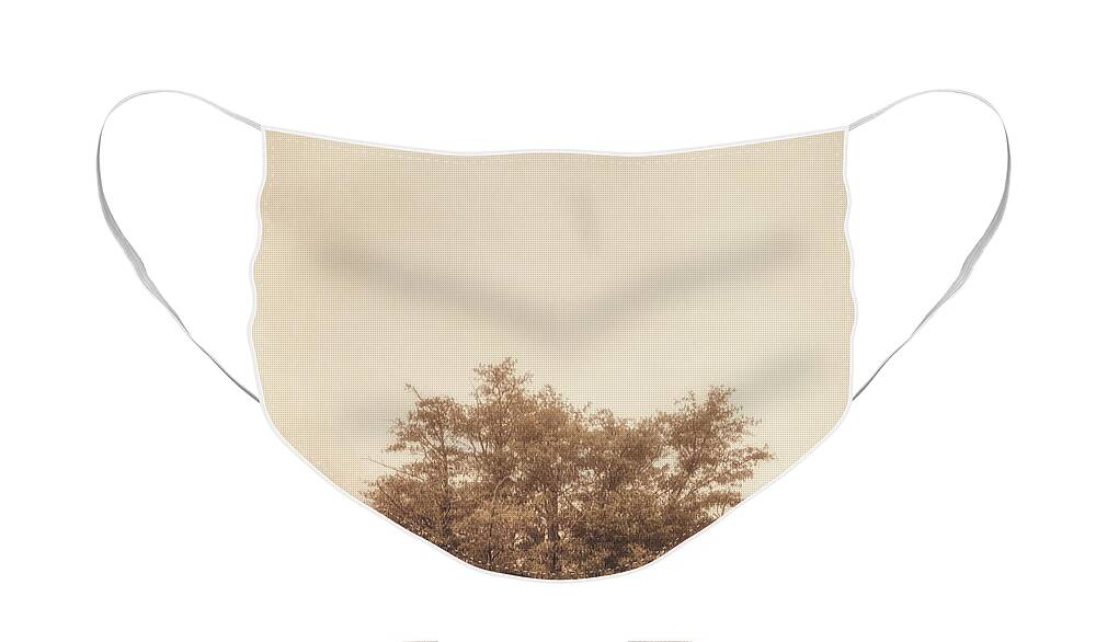 Tree Face Mask featuring the photograph A Tree in the Fog by Scott Norris