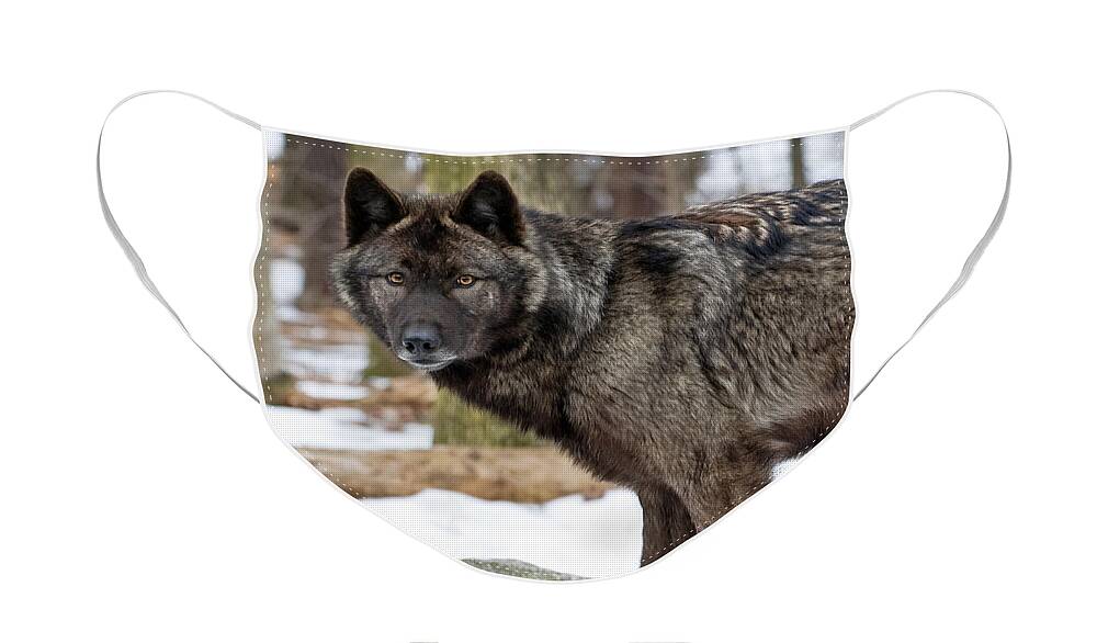 Wolf Face Mask featuring the photograph A Wolf's Intense Focus by Gary Slawsky