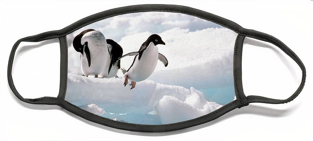 Adelie Penguin Face Mask featuring the photograph Adelie Penguins by Art Wolfe