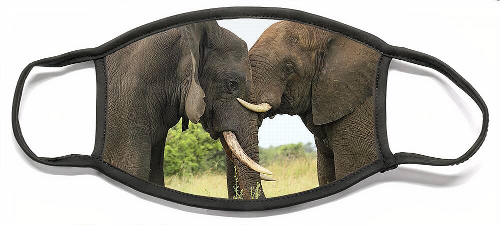 Perry De Graaf Face Mask featuring the photograph African Elephant Bulls Play-fighting by Perry de Graaf