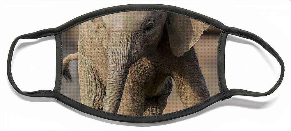 Feb0514 Face Mask featuring the photograph African Elephant Calf Displaying by San Diego Zoo