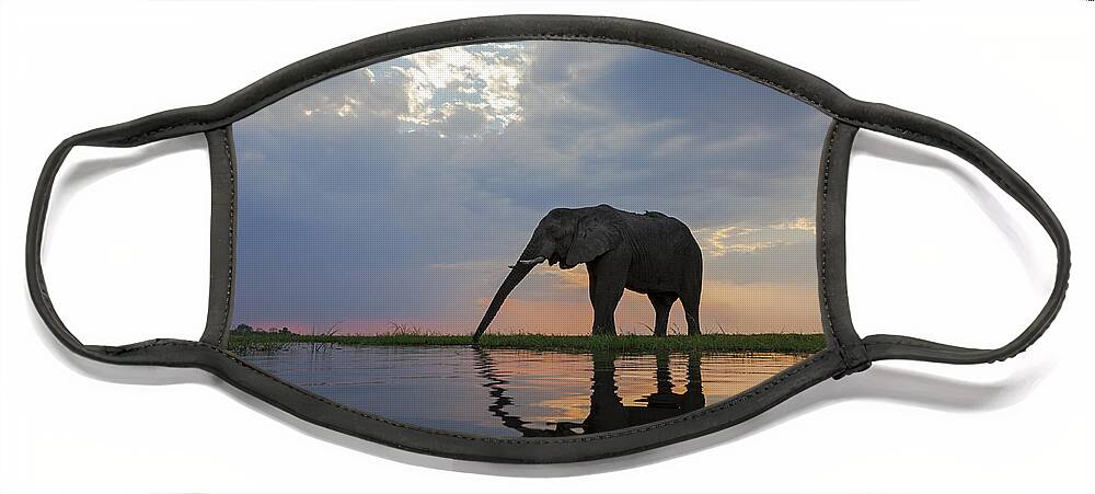 Vincent Grafhorst Face Mask featuring the photograph African Elephant Drinking Chobe River by Vincent Grafhorst