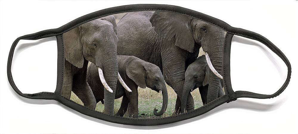 00344769 Face Mask featuring the photograph African Elephant Females And Calves by Yva Momatiuk and John Eastcott