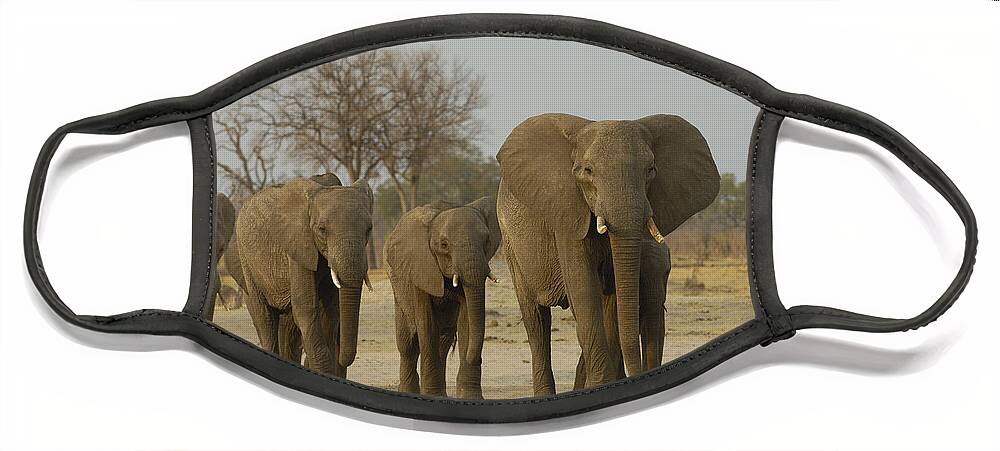 Feb0514 Face Mask featuring the photograph African Elephant Herd In Line Africa by Pete Oxford