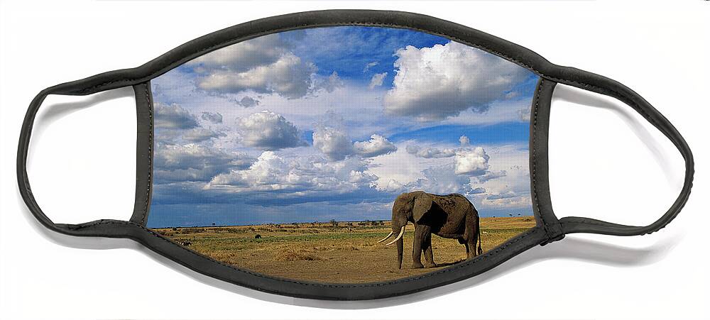 00344759 Face Mask featuring the photograph African Elephant Walking in Masai Mara by Yva Momatiuk John Eastcott