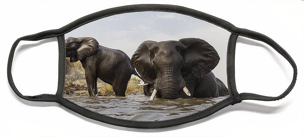Vincent Grafhorst Face Mask featuring the photograph African Elephants In The Chobe River by Vincent Grafhorst