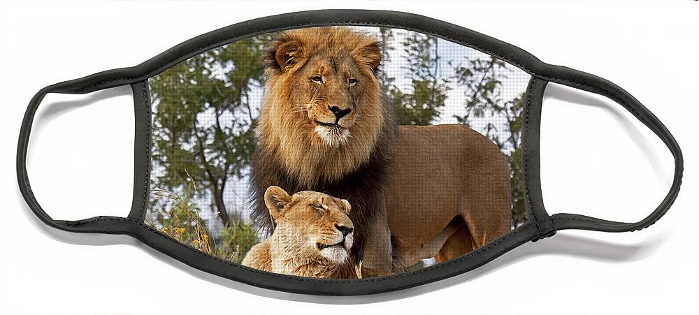 Nis Face Mask featuring the photograph African Lion And Lioness Botswana by Erik Joosten