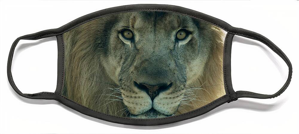 Lion Face Mask featuring the photograph African Lion by David Rucker