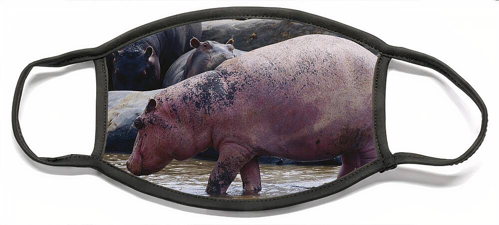 African Wildlife Face Mask featuring the photograph Albino Hippo by Charles Angelo