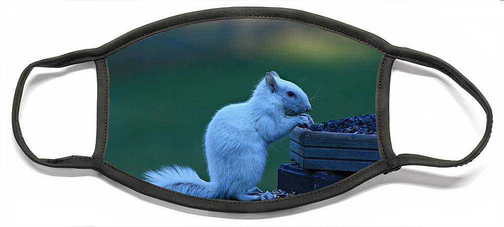 White Squirrel Face Mask featuring the photograph Albino Squirrel by Amanda Stadther