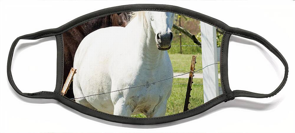 Horse Face Mask featuring the photograph White Horse by Imagery by Charly