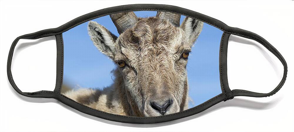 Flpa Face Mask featuring the photograph Alpine Ibex In The Swiss Alps by Bernd Rohrschneider