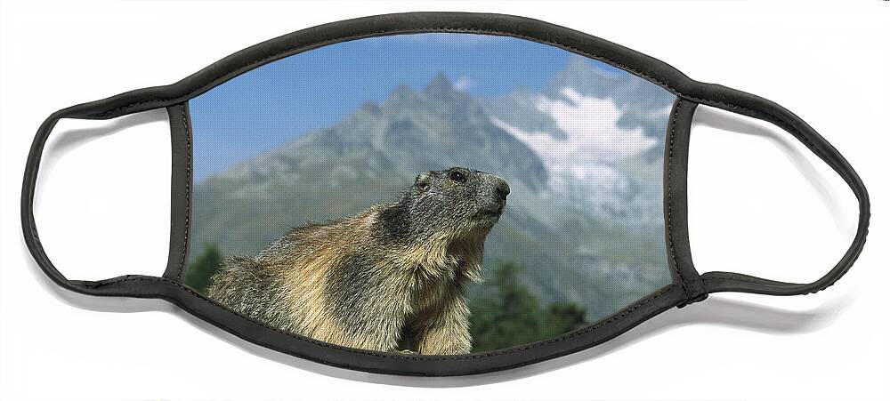 Alpine Marmot Switzerland Face Mask by Konrad Wothe - Animals and Earth -  Website